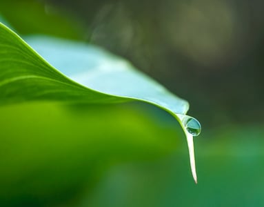 Conservation
