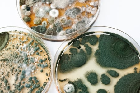 Mold